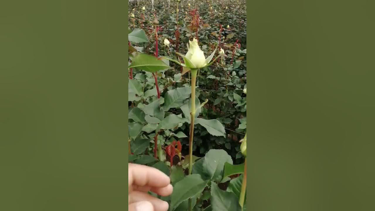 Deficiencia de boro en la fertilización