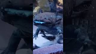 Mutant axolotl Mutant axolotl