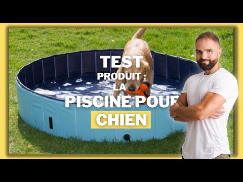 Vidéo: Les pataugeoires pour chiens sont-elles sûres ?