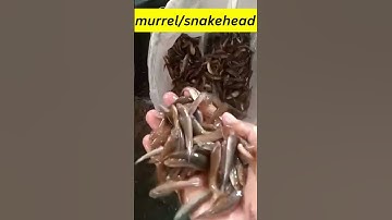 #murrel #snakehead #catfish #shorts #sole #shorts #fishfarming #highvalue #fish #fingerlings #seed