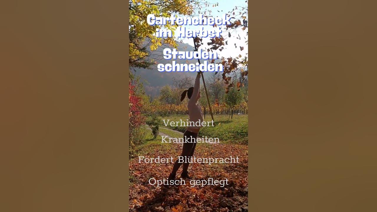 Stauden schneiden im Herbst YouTube