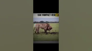 как умирает 🦁👑 #рекомендации #смерть #лев #животные #грустно #король