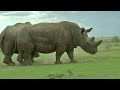 Could an IVF breakthrough save the northern white rhino? | REUTERS