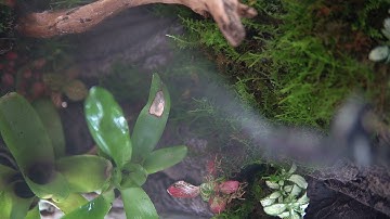 MRREPTILE reptile mister, mini smart misting system for reptiles.