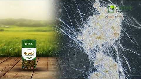 HD Graviti Mycorrhiza – 5X Root Growth | Super Results in All Crops!