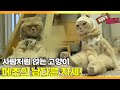 [TV 동물농장 레전드] ‘남다른 자세의 고양이, 메주’ 풀버전 다시보기 I TV동물농장 (Animal Farm) | SBS Story