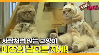 [TV 동물농장 레전드] ‘남다른 자세의 고양이, 메주’ 풀버전 다시보기 I TV동물농장 (Animal Farm) | SBS Story