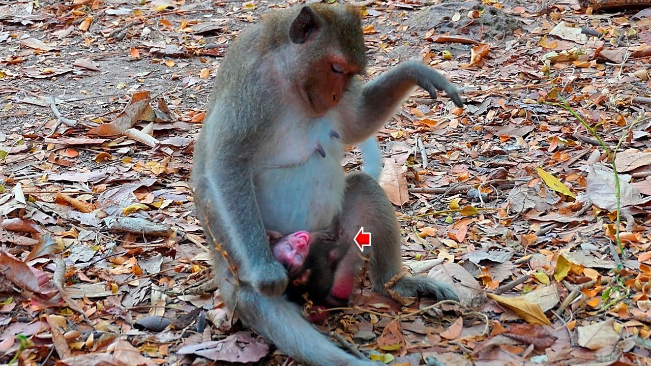 Обезьяна лазит по деревьям. A chimp can climb перевод. A chimp can climb перевод. Обезьяна карабкается. Глагол can в английском языке.