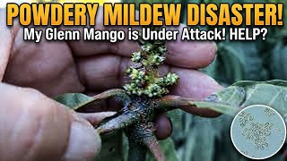 How do I Beat Powdery Mildew on my Mango Tree (I Need Advice!)