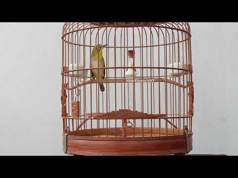 Video Tiếng Chim Vành Khuyên Mái Kích Trống Líu Thi Đấu (... - youtube