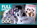 The Canine Criminal: Dally | Full Episode | It's Me or the Dog