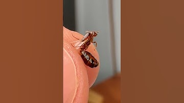 How Are Queen Ants Made??🤔🤔