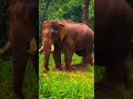 Gajendra 💔|#shortsfeed #shortvideos #shortsviral #viral #viralshort #follow #followme #follower #zoo