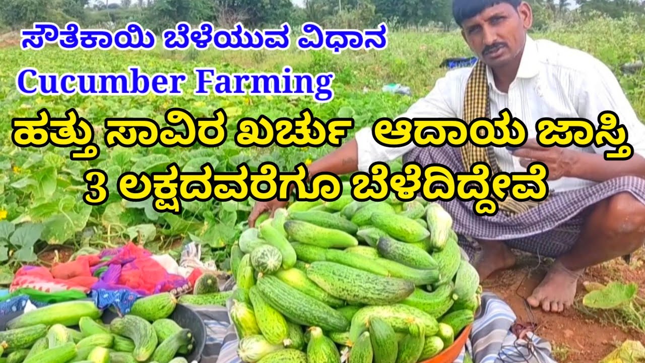 ಸೌತೆಕಾಯಿ ಬೆಳೆ. Cucumber cultivation Southekayi krushi. cucumber farming in kannada. ಸೌತೆಕಾಯಿ ಬೇಸಾಯ