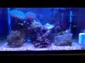 45センチ海水水槽   サンゴと魚
