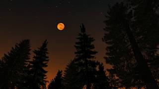 Twilight Forest Dusk Ambience ASMR🌲🌙 Night Ambience Continuous Cricket Sound Chirping for Sleep