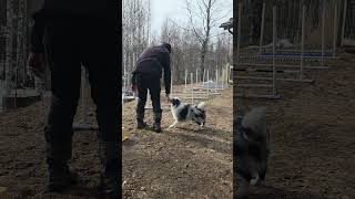Magnus jumping technique, basic grid / hyppytekniikkatreeni, perussarja. 22 Mar 2026