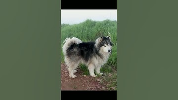 Funniest dog 🐶 videos compilation, try not to laugh #shorts