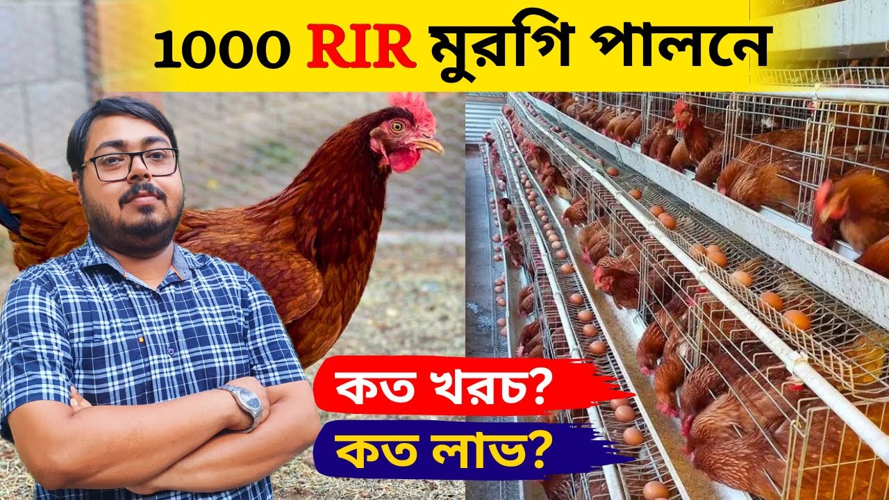 1000 RIR মুরগি পালনে কত খরচ? কত লাভ?