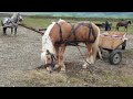 Caii piață  Suceava