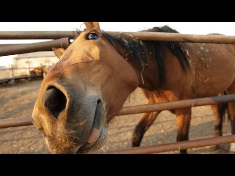 funny-horses-2017-[funny-pets]