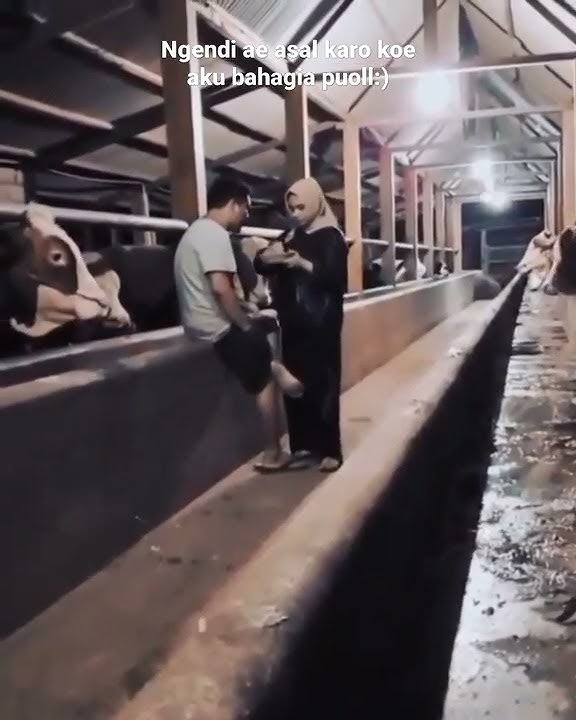 Story wa peternak sapi muda//ngendiaekrokoettpbahagiadx//30detik