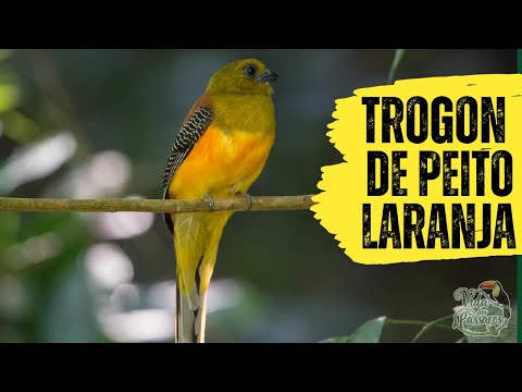 Canto do trogon de peito laranja | Pássaros Org