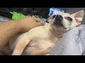 Here’s A Picture Of My Dog This Video Has NOTHING To Do With Her