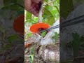 How to cultivate bonsai material from split branches 😊 #BonsaiPropagation #bonsai #bonsaitree