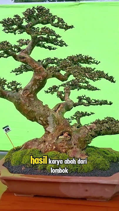 Bonsai Serut Which Is Going Viral