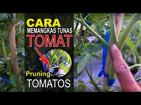 Bagaimana Cara Memangkas Tanaman Tomat???? //  Pruning Tomatos # 50