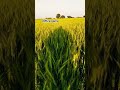 offline game#farming#agriculture