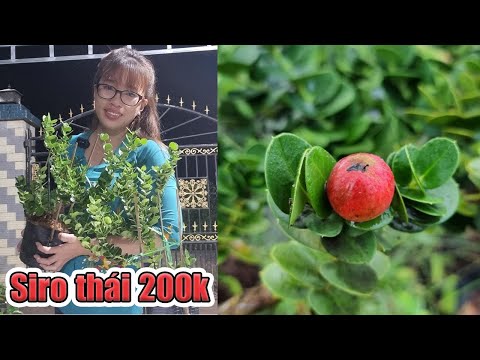 Video Siro Thái , cây giống siro Thái | ???? Ngân 0386569374... - youtube