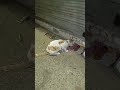 please donate for strays #street #cats #hungry #donate #god #blessings