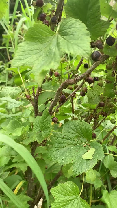 Black currant season👩🏻‍🌾🌿🍇