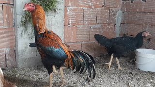 Hi̇nt Horozu Başka Bi Kümesi̇mi̇z