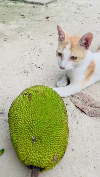 Nice smell👃🐱#cat#jackfruit#shorts