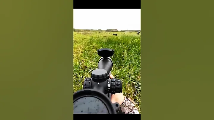 идеальный снимок кабана 🐗 охота на таком близком расстоянии#wildboar #cinghiale #oxota #chasse