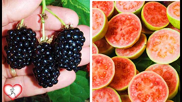 ¿Cuáles son las tres frutas más sanas que se pueden comer?