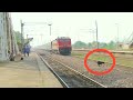 Live accident  speedy train hits dogs