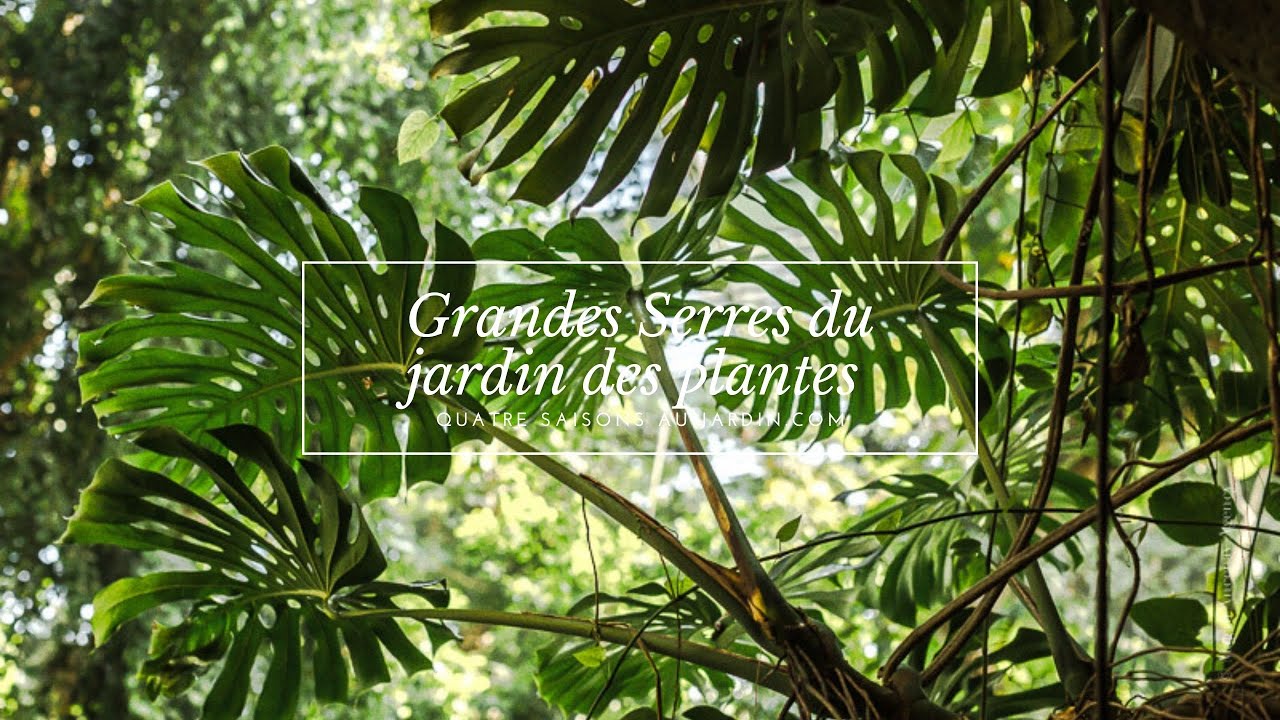 Visite des grandes serres du jardin des plantes  paris.
