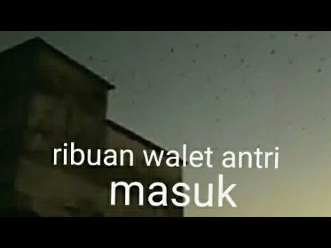 suara-panggil-burung-walet-terbaik