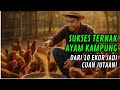 TERBUKTI‼️ Cara Budidaya Ayam Kampung Modal Kecil Hasil FANTASTIS! Pemula Wajib Tahu.