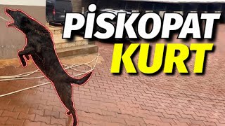 PİSKOPAT KURT-DUTCH SHEPHERD!