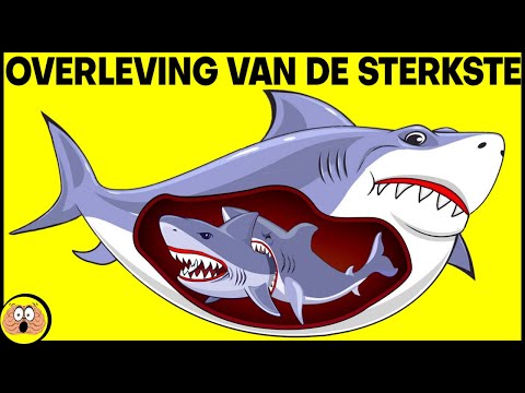 Video: De top 5 slechtste huisdieren