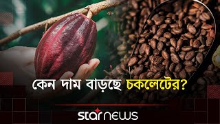 টরমপ শলক ও আবহওযর পরভবই বডছ চকলটর দম Cocoa Chocolate Star News Business