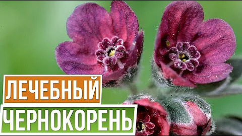 Чернокорень лекарственный - Лечебные травы в саду