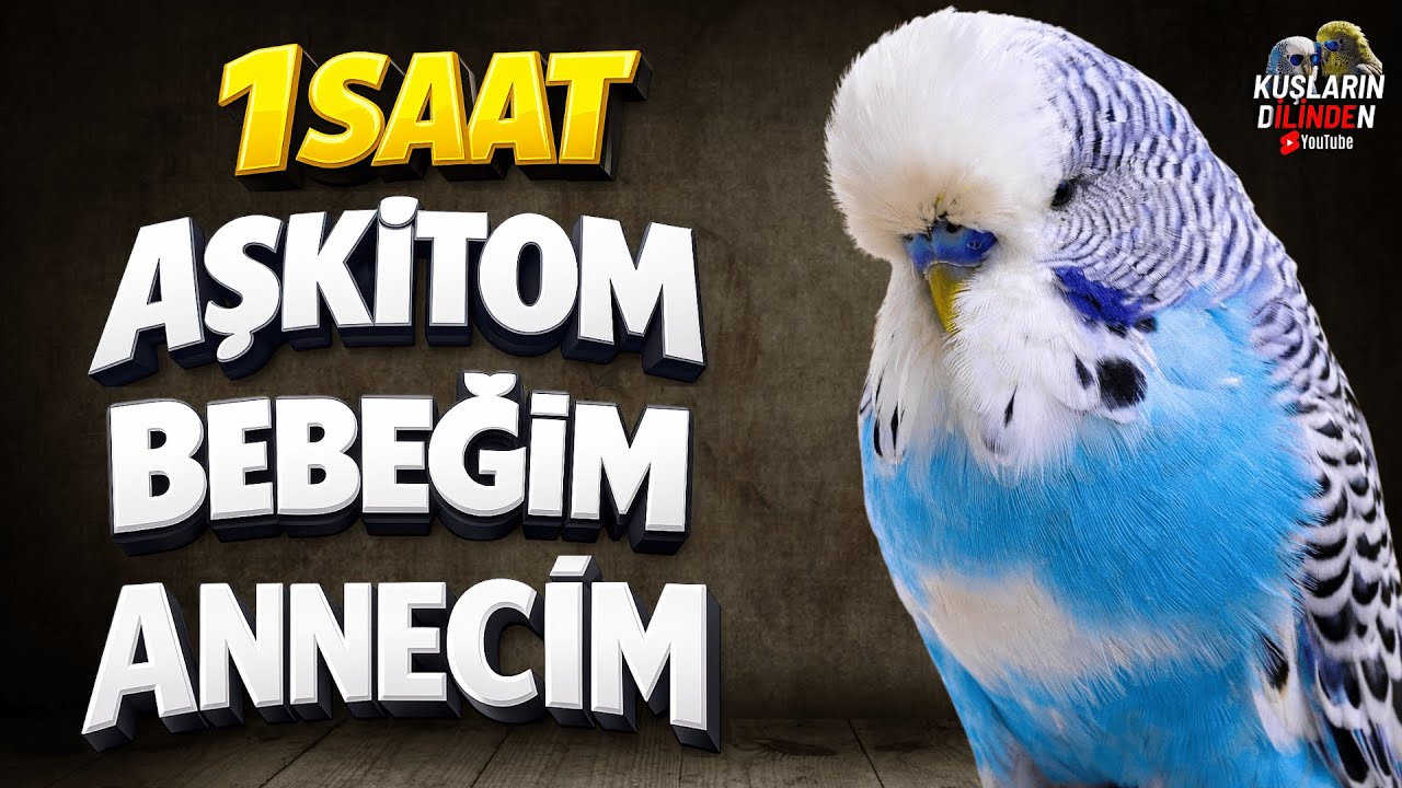 Aşkitom, Bebeğim, Annecim | Muhabbet Kuşu Konuşturma Eğitimi