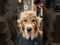 This Haircut Added +1000 Aura to My Dog 🐶🔥 #goldenretriever #dogshorts #dogs
