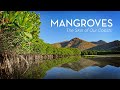 Mangroves: The Skin of Our Coasts